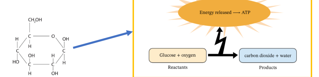 GlucoseEnergy