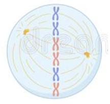 metaphase